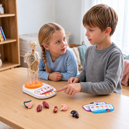 Interaktywny mówiący model anatomiczny z wyjmowanymi organami i nauką z przewodnikiem audio